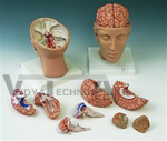 Brain Model with Arteries on Base of Head, 8 part